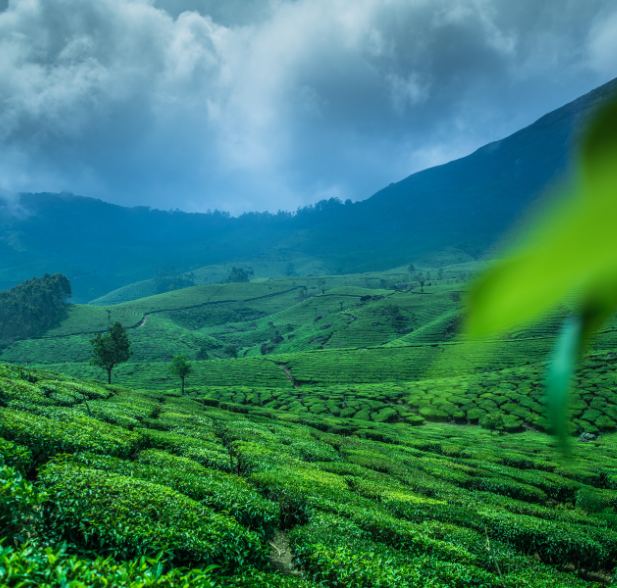 munnar